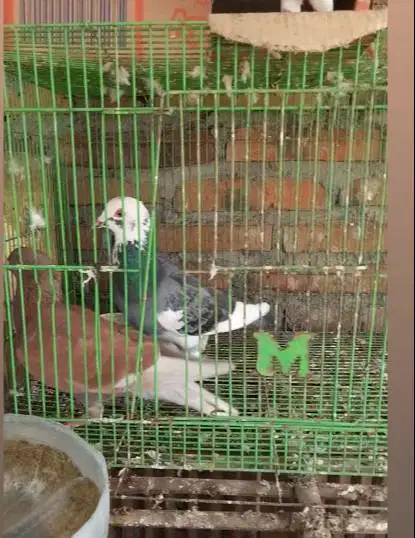 merpati sepasang
