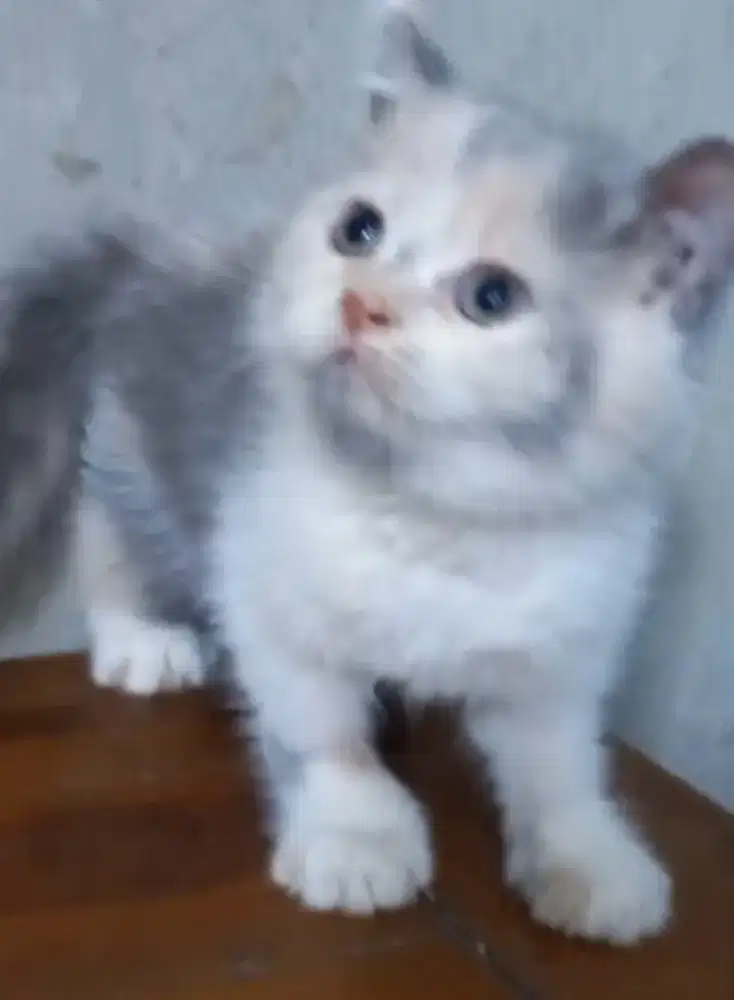 Kitten Bsh betina
