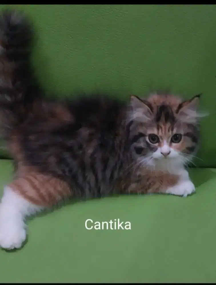Kitten Persia betina