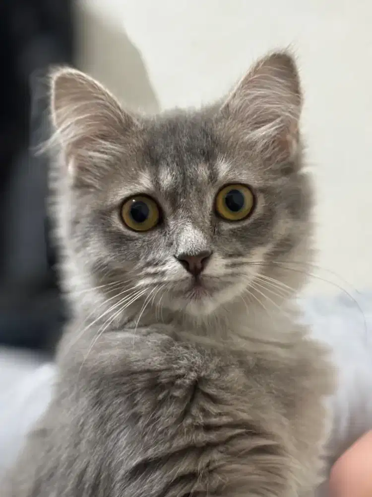 Kitten Persia Gembul Betina 10 Bulan