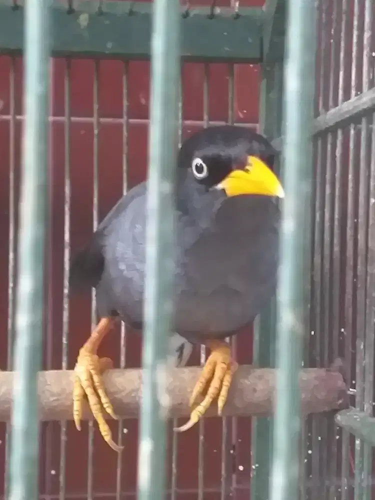 jalak kebo mata putih ngebe0 ng0ceh