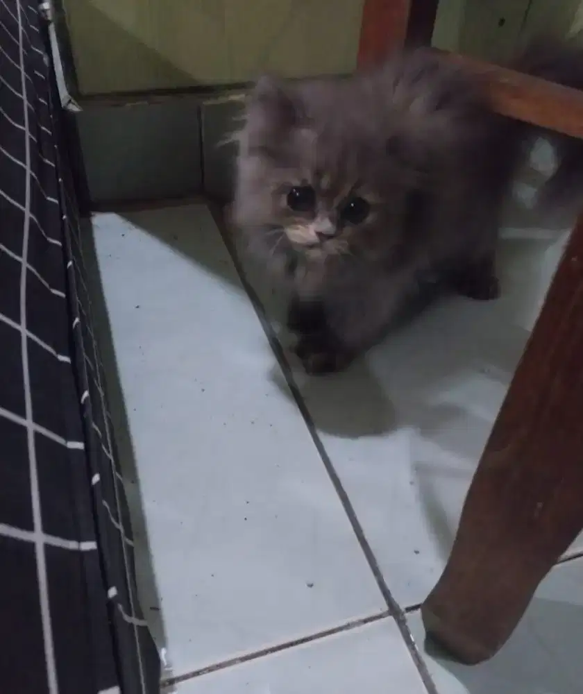 Kitten persia jantan