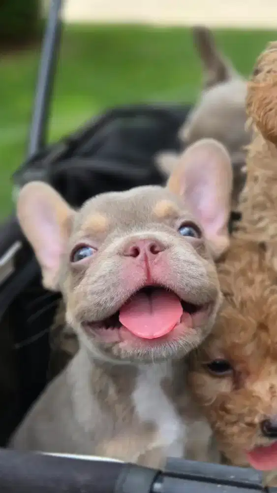 French bulldog frenchie new shade isabella tan