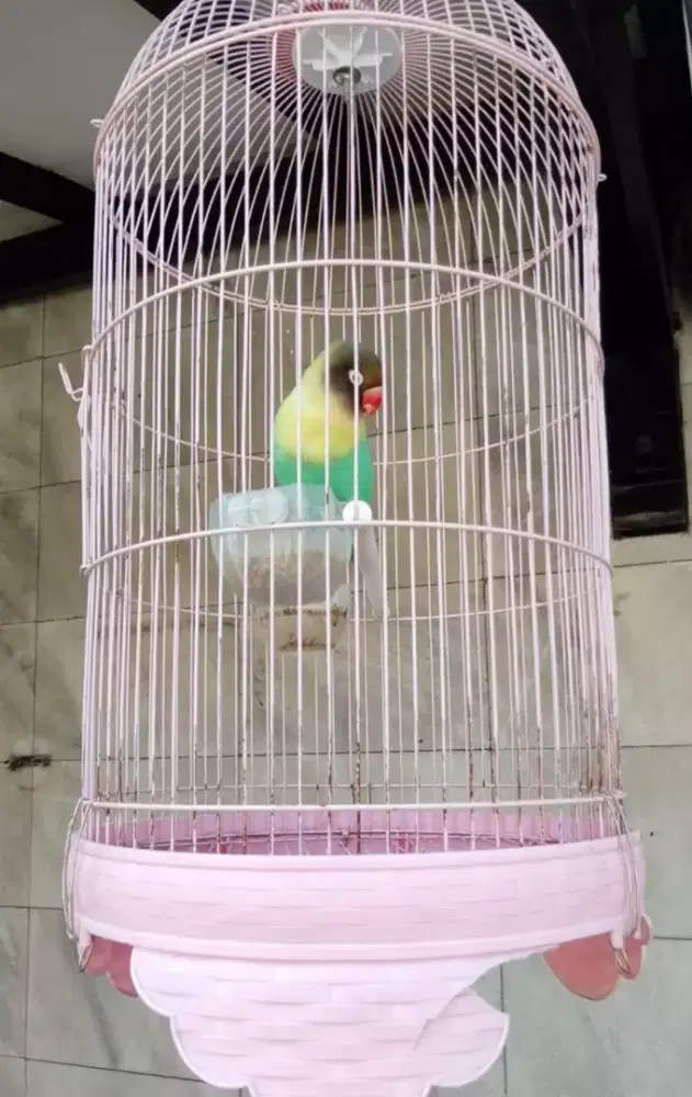 Jual burung love bird