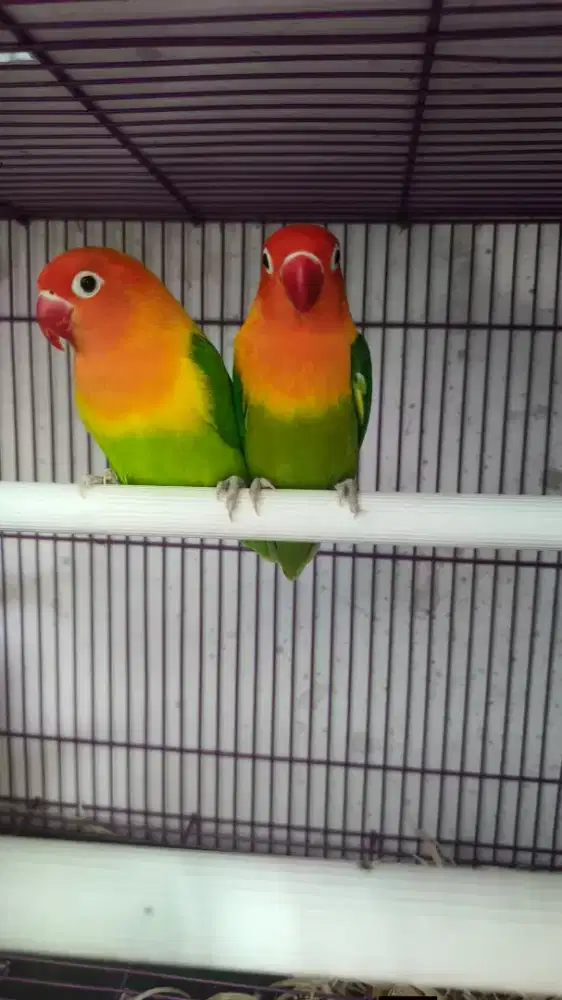 Lovebird bio green