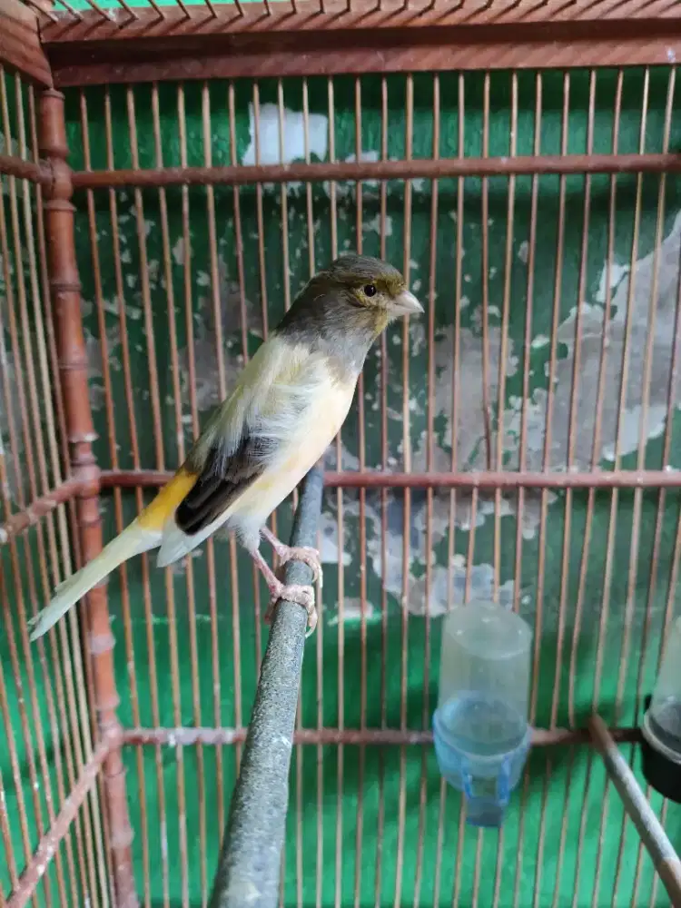 Kenari betina loper janda