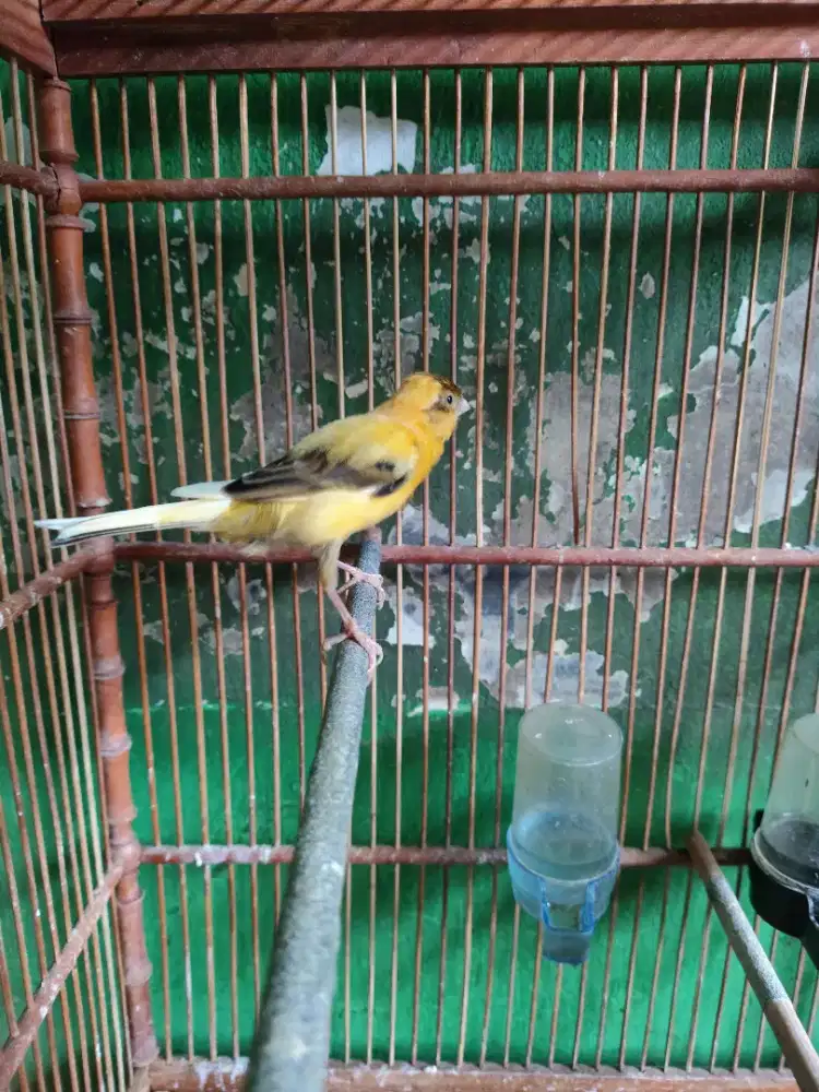 Kenari betina loper kuning bon