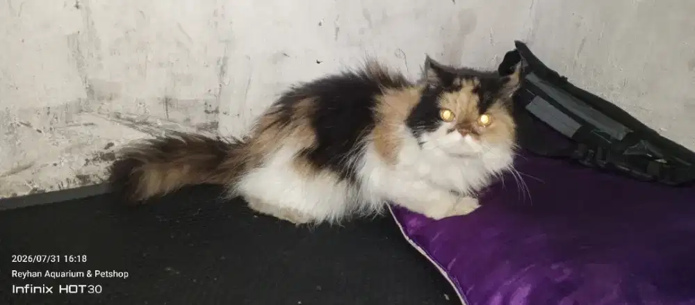 Lepas adopsi Ras kucing flatnose