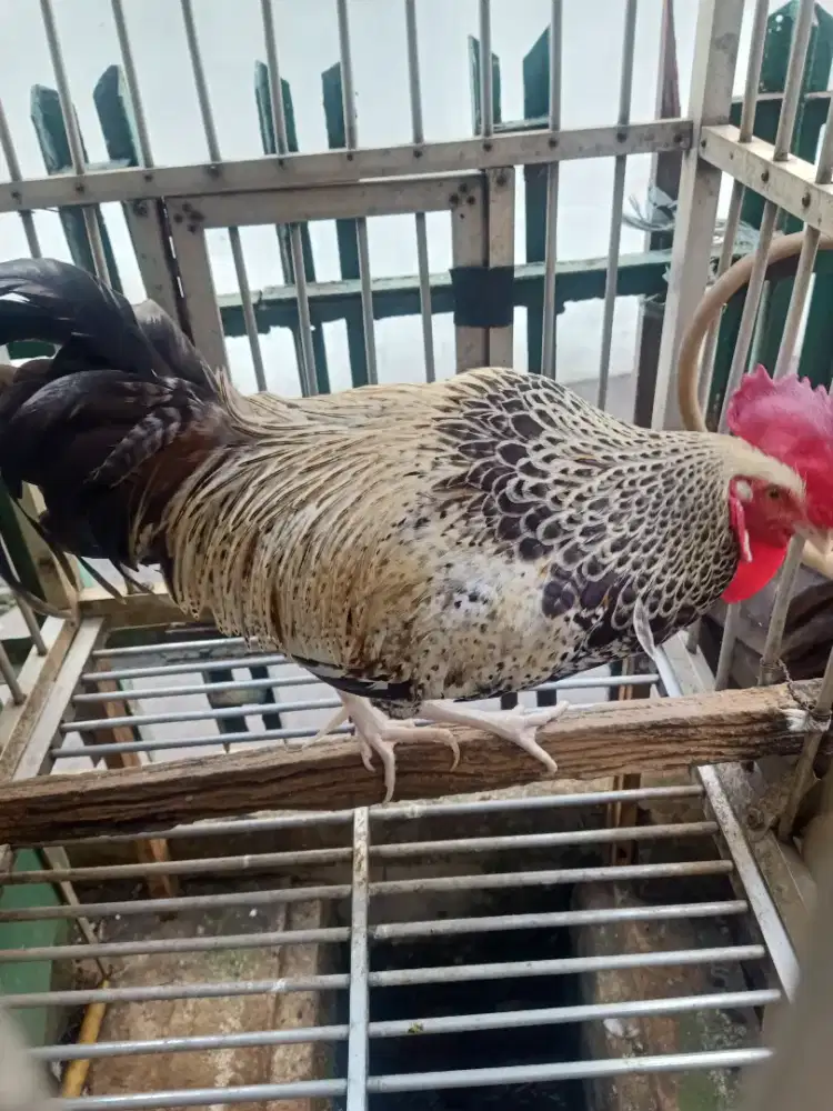 Ayam Bekisar wido kembang (silangan ayam hutan hijau x betina kampung(