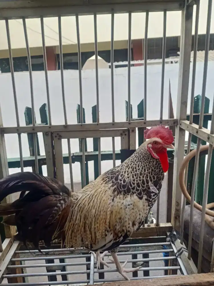 Ayam Bekisar wido kembang (silangan ayam hutan hijau x betina kampung(