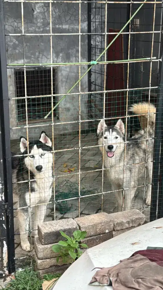 Siberian husky pure remaja grey
