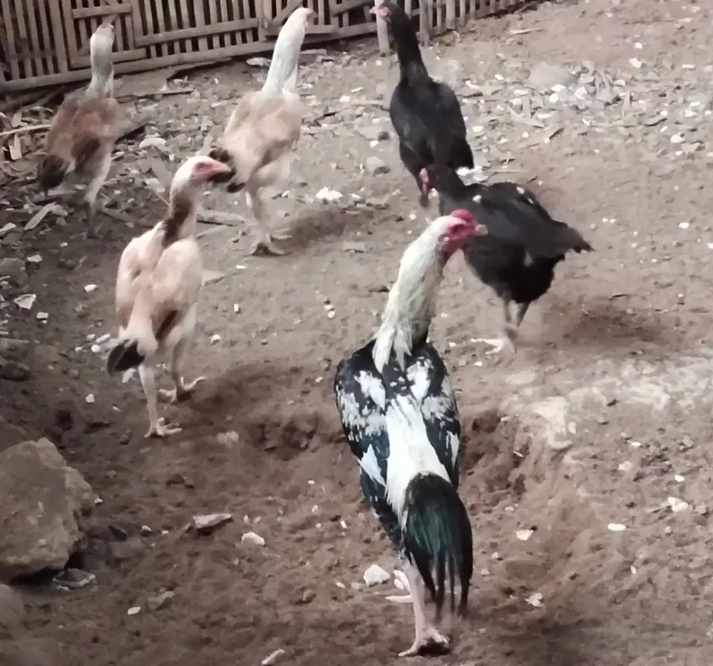 Jual cepat dere ayam Bangkok turunan bagus, hrg 200 rb/ ekor