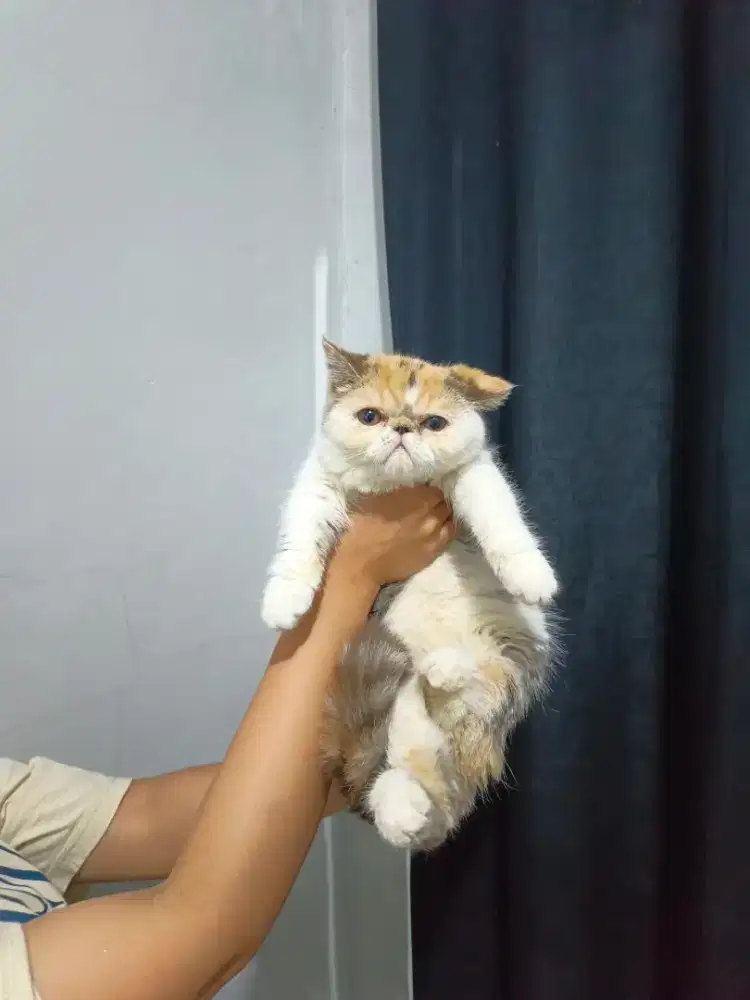 Exotic peaknose