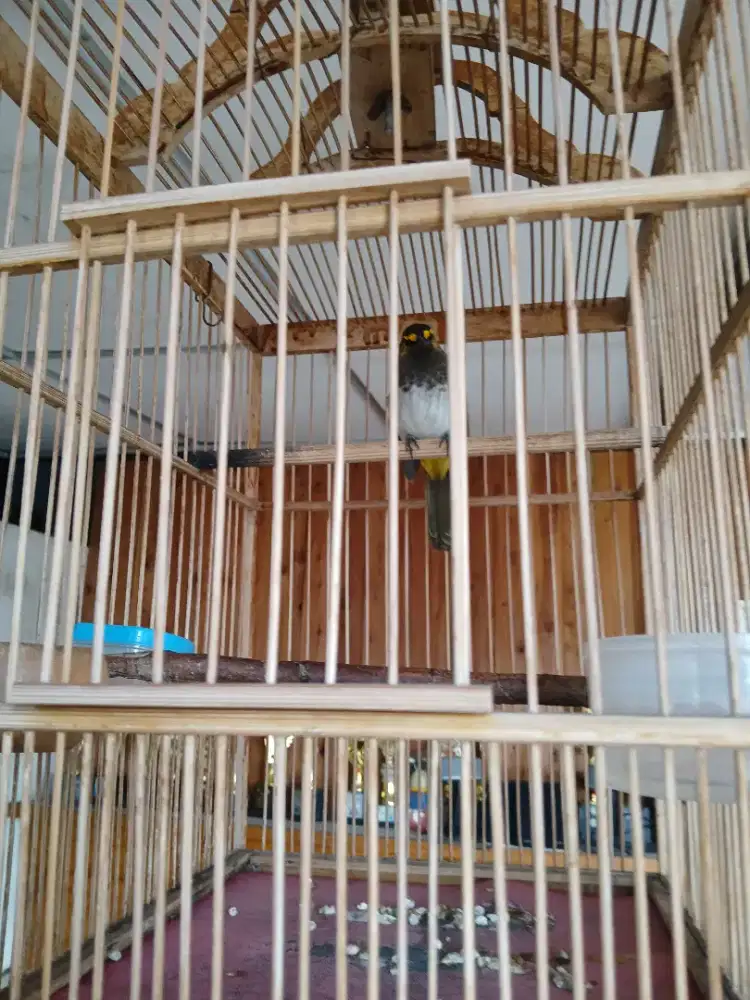 Burung cucak...