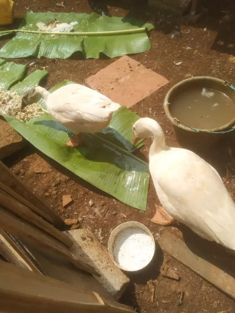 Sepasang angsa (soang)