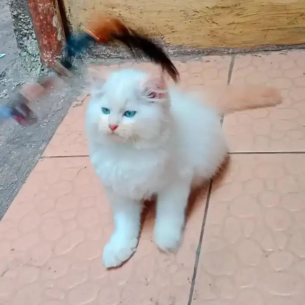 Kucing Persia Himalaya Red Point