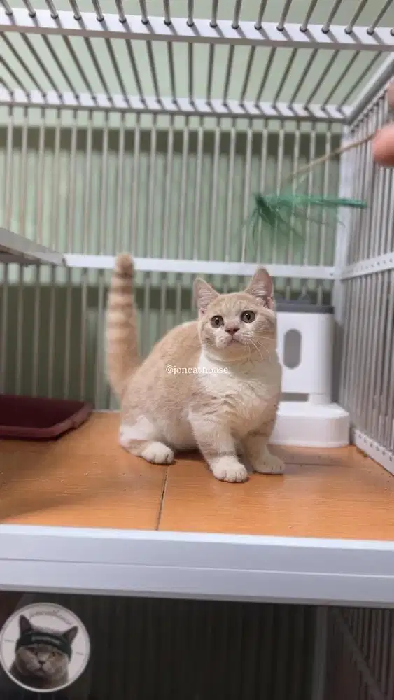 BSH MUNCHKIN (CEBOL)