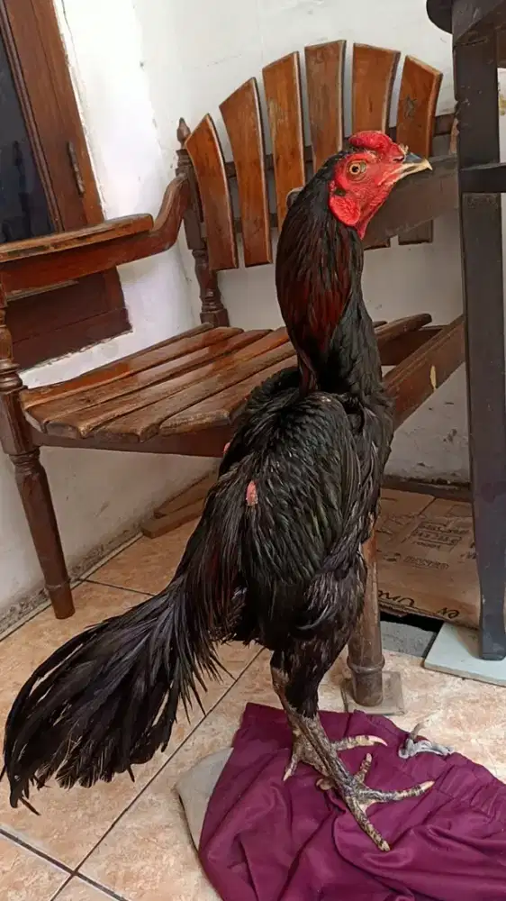 Ayam bangkok koyngon muda