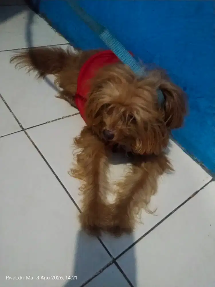 Jenis anjing podlee mix usia 6 bulan