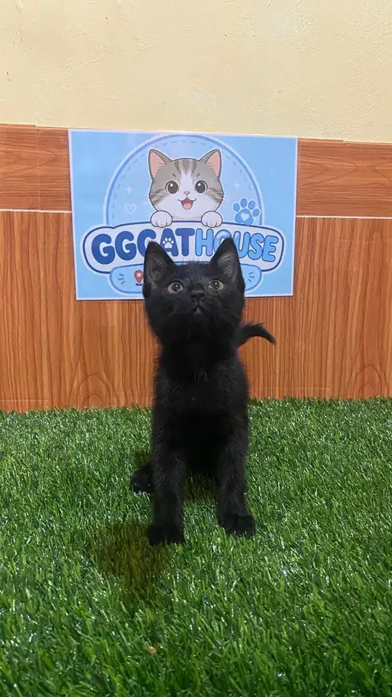 Kitten persia black