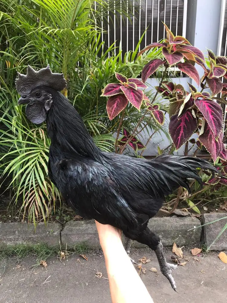 Ayam cemani asli super 2 jantan 1 betina
