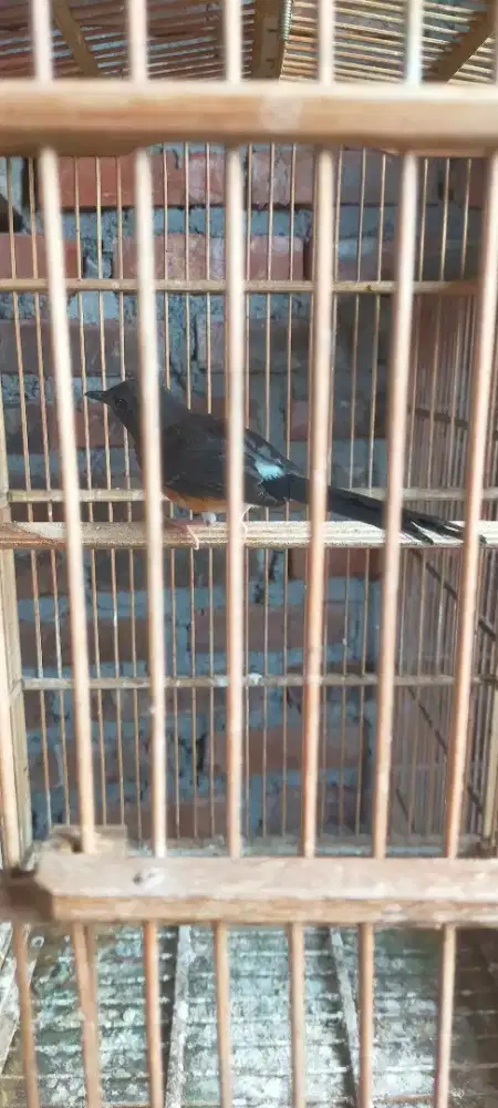 Murai Batu betina dewasa