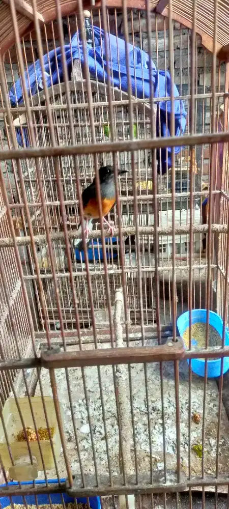 Murai baru betina