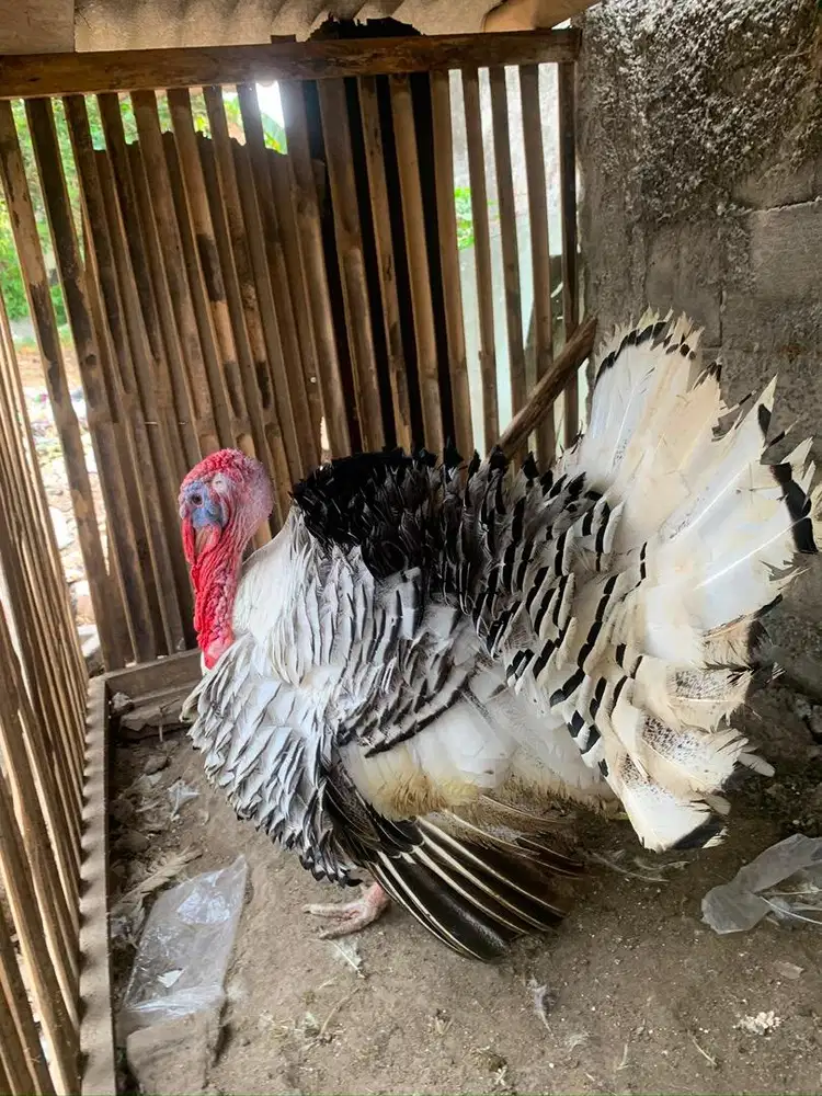 Ayam kalkun jantan dewasa