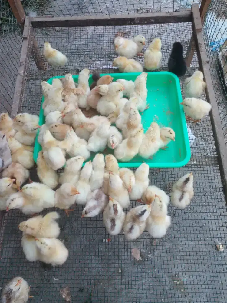 DOC anak ayam kampung Elba