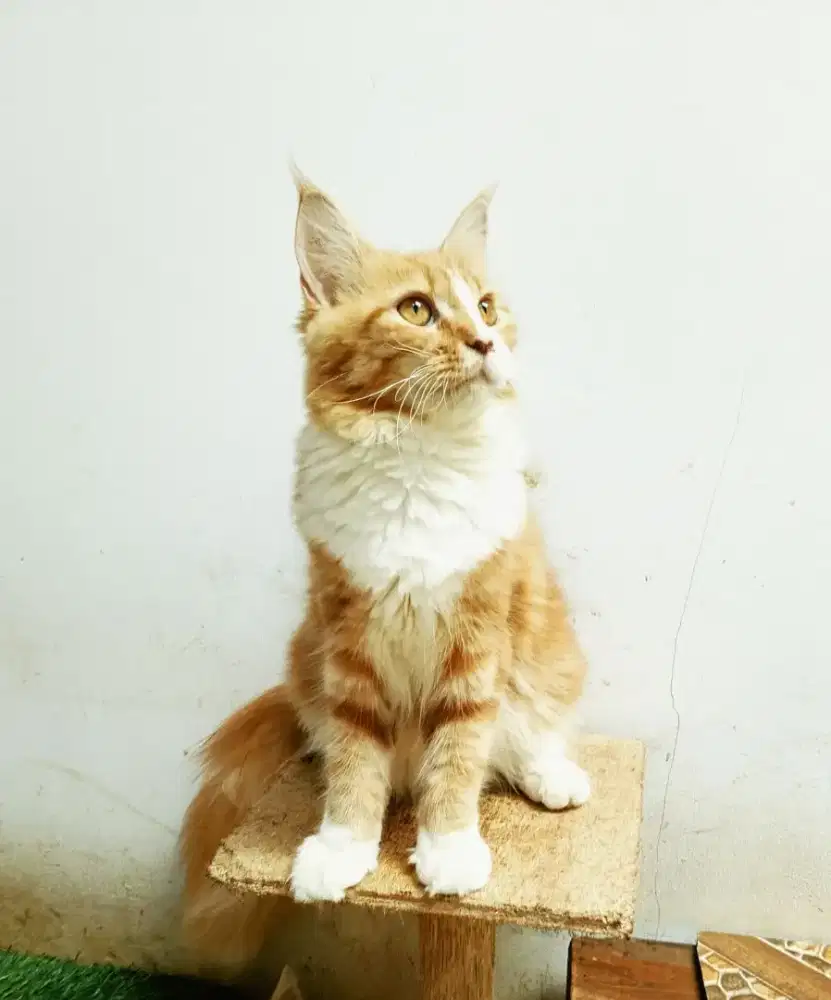 Kitten MaineCoon Betina Pure No mix. Induk ped Cfa Maine Coon