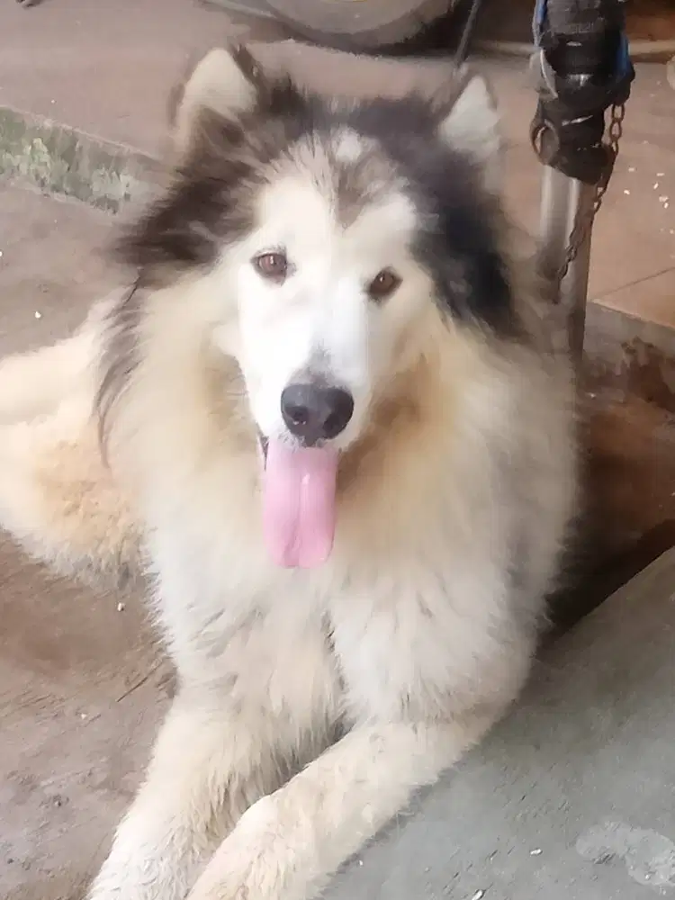 Jual anjing alaskan malamute jantan bigbone