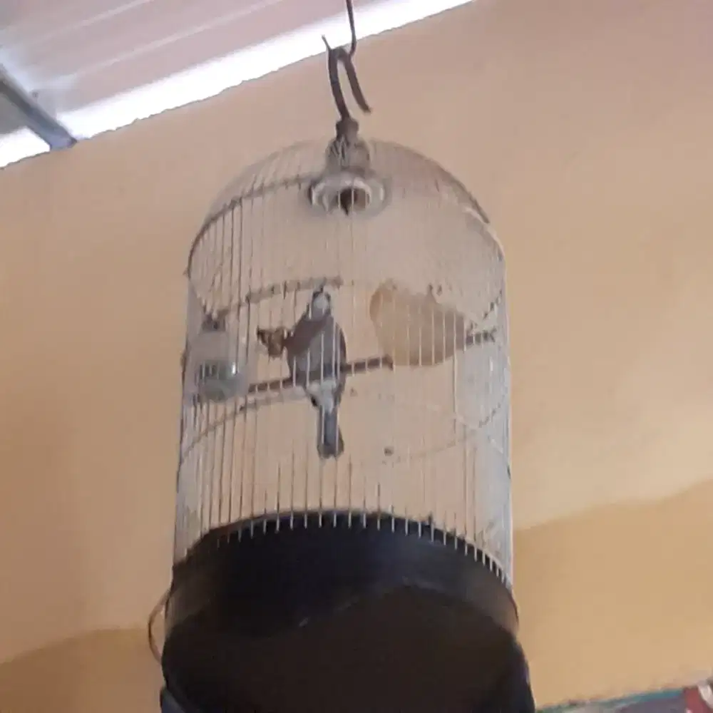 Burung trucuk udah nyisek garuda+sangkar