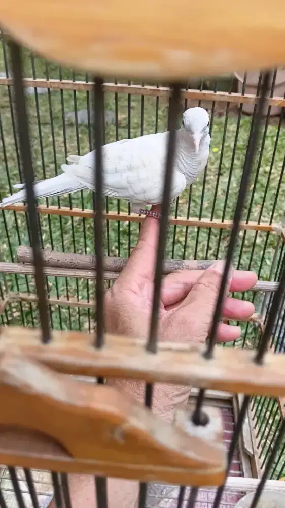 Perkutut Putih Klangenan