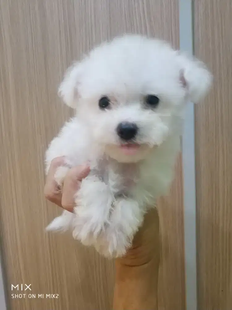 Bichon Jantan murmer