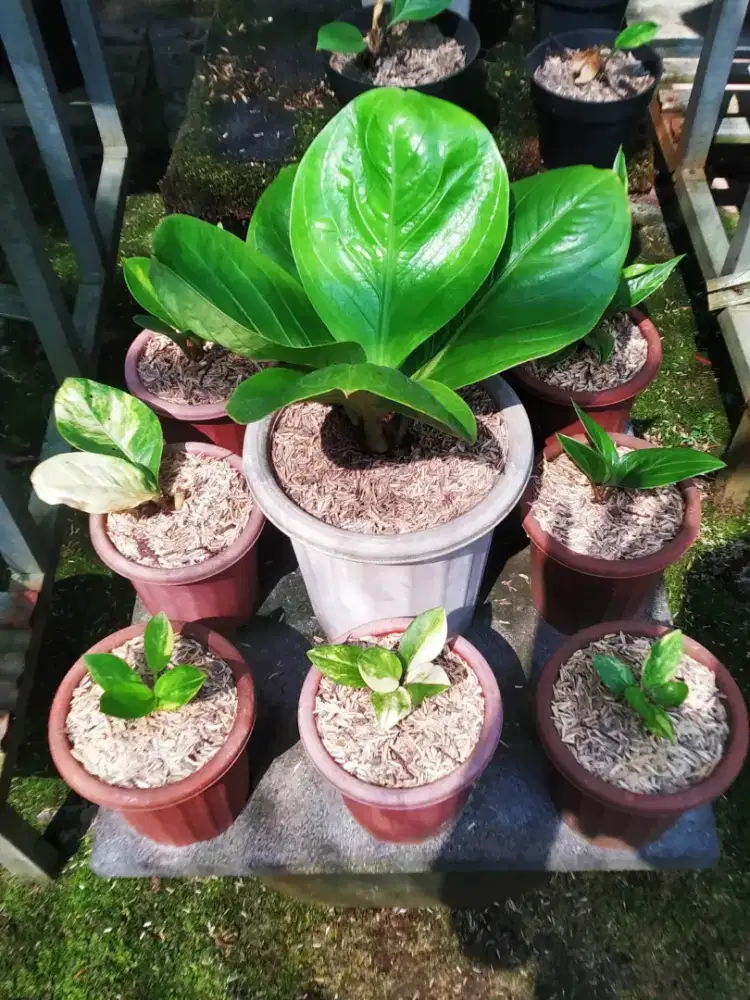 Anthurium Jemanii Nagapasa