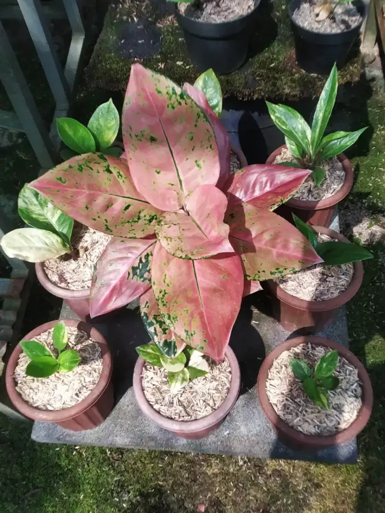 Aglonema Nezkia