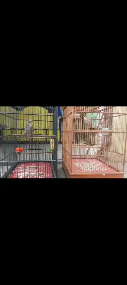 Cucakrawa sepasang gacor2 ambil satuan bisa
