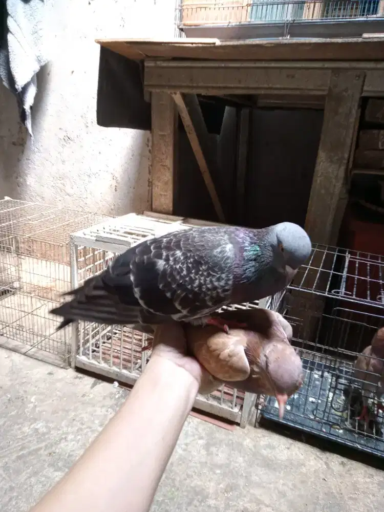 Burung dara giringan