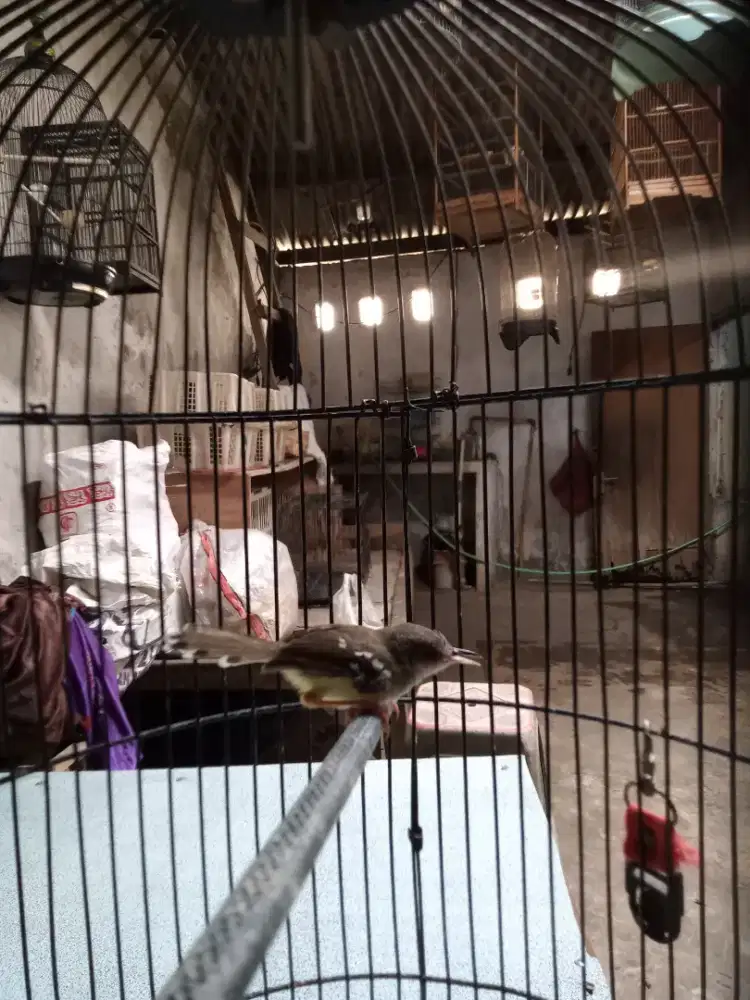 Burung cisem & ciwah