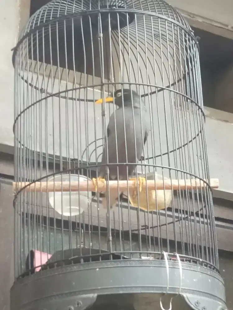 Jalak kebo dewasa rawatan
