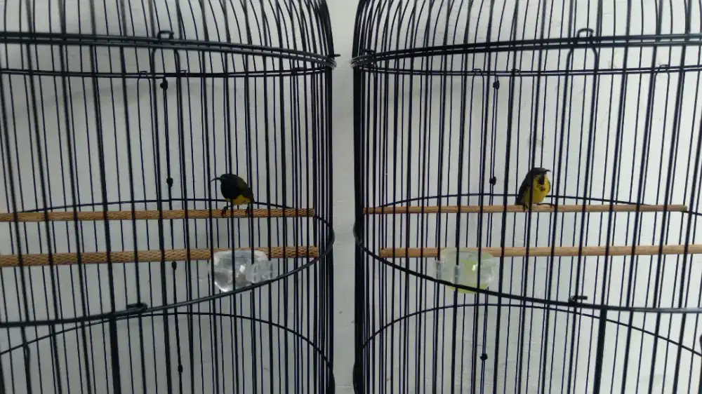 Burung Kolibri SG