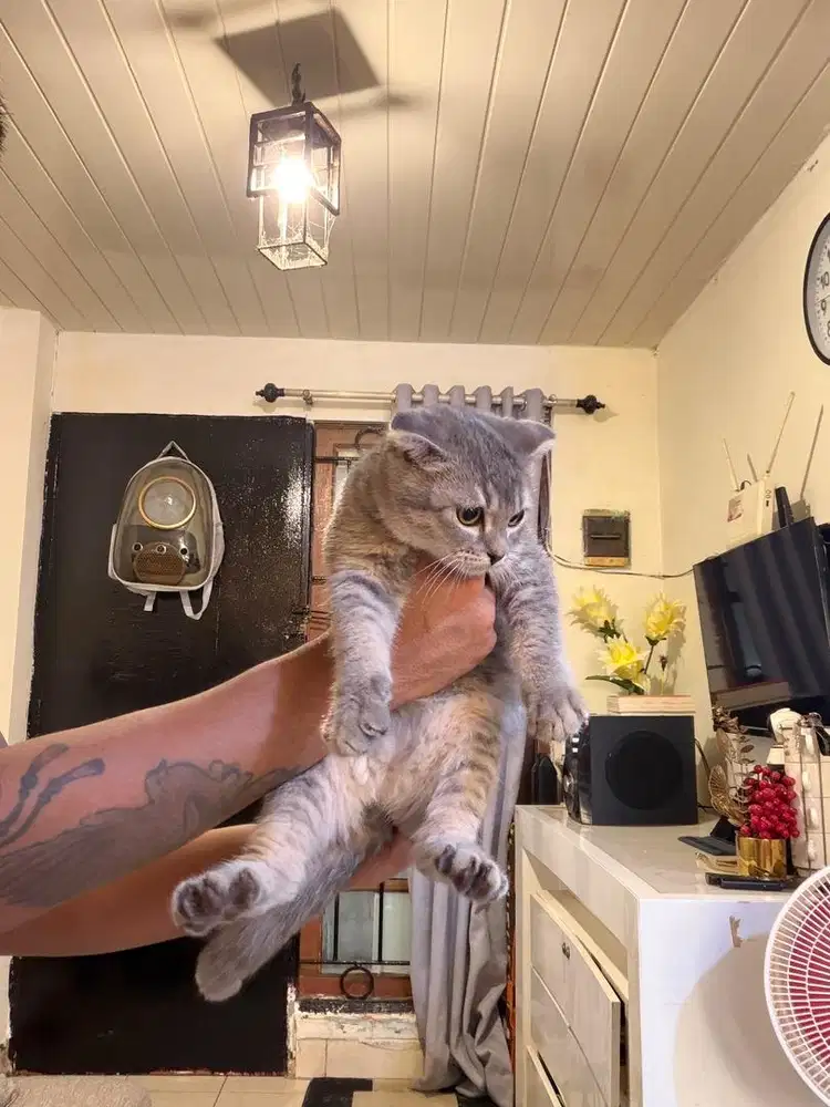 Kucing British X Scottish fold