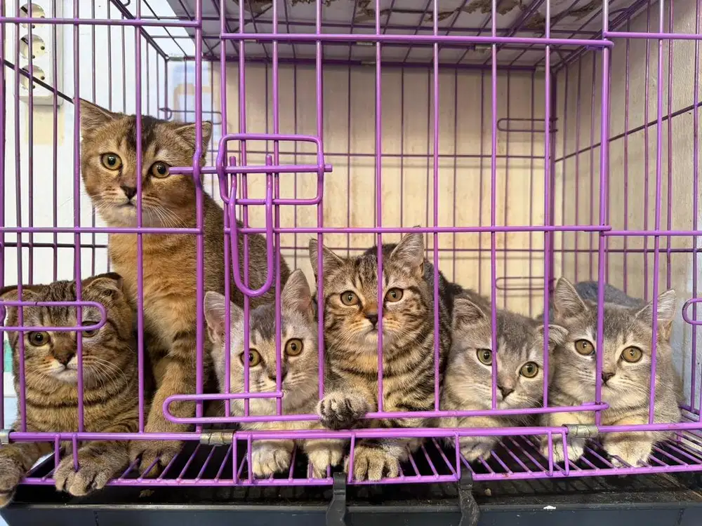 Kucing British X Scottish fold