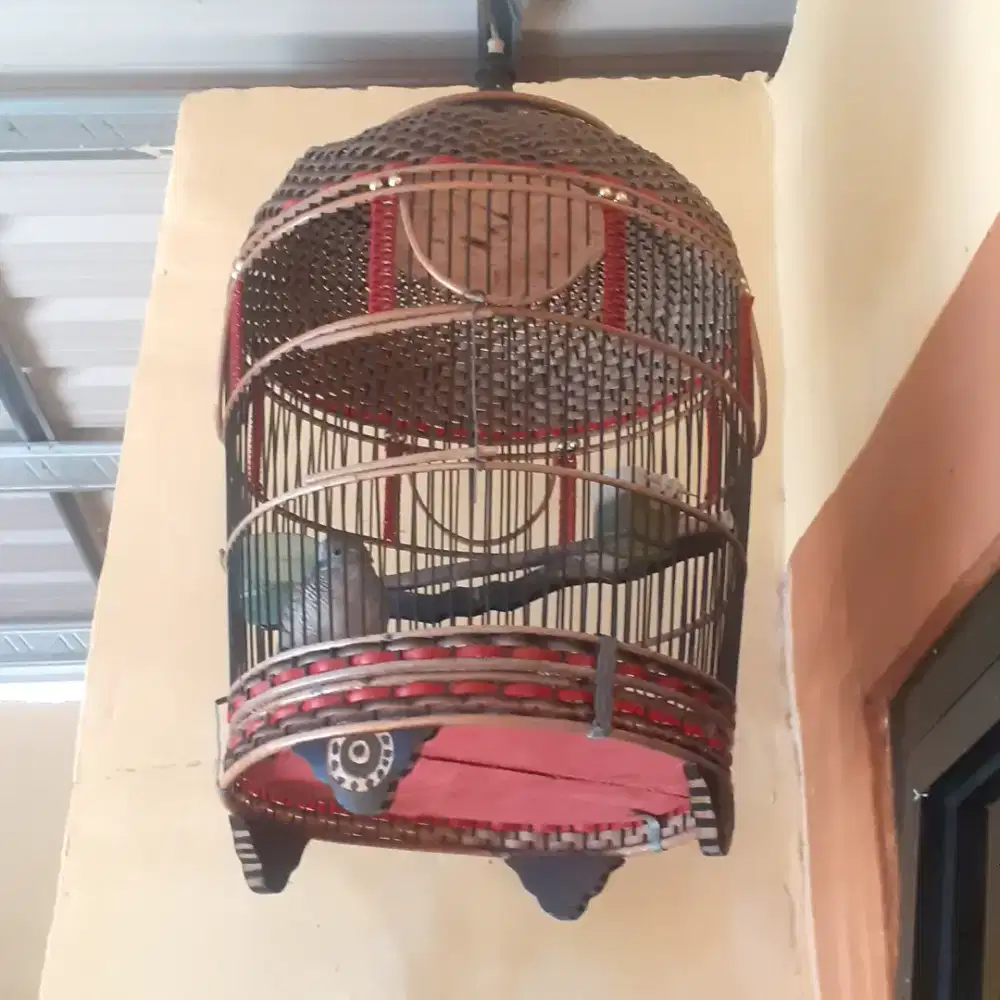 Burung perkutu+sangkar burung udah bunyi