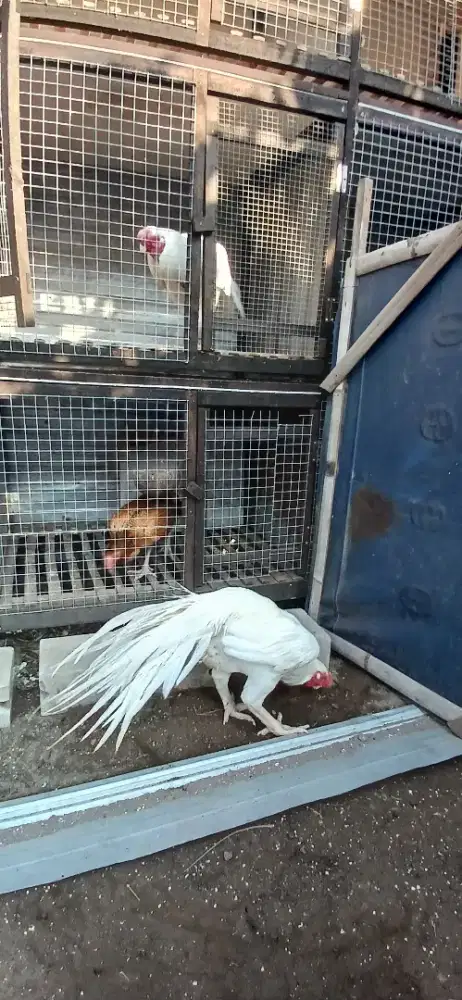 Ayam asel parot 10 bulan