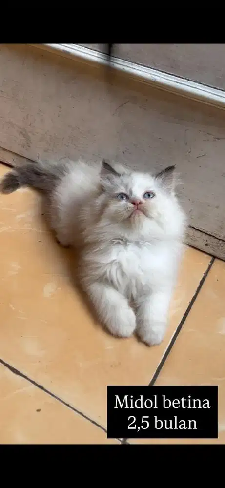 Kucing midol kitten