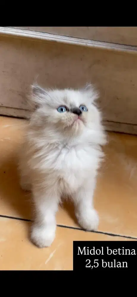 Kucing midol kitten