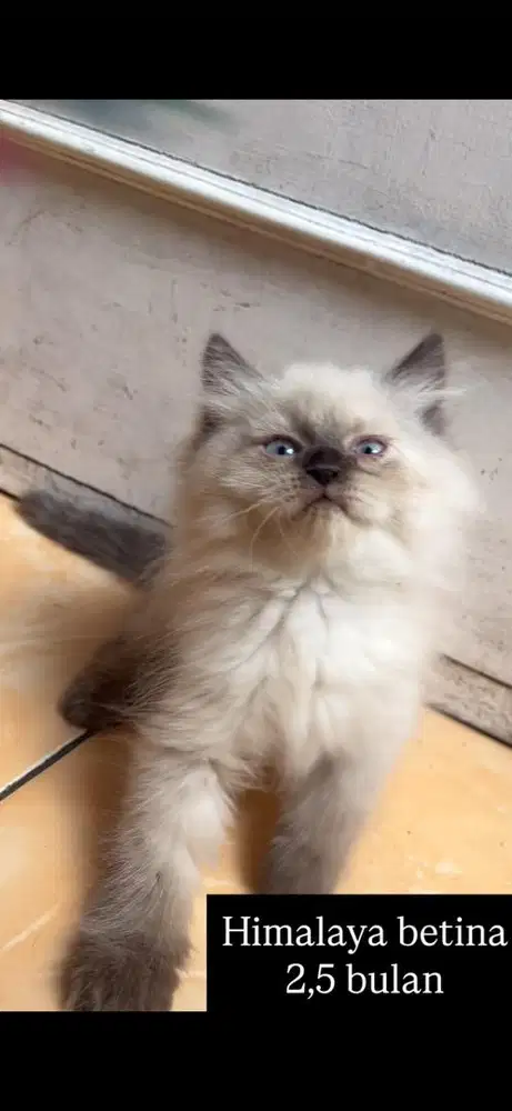 Kucing himalya kitten