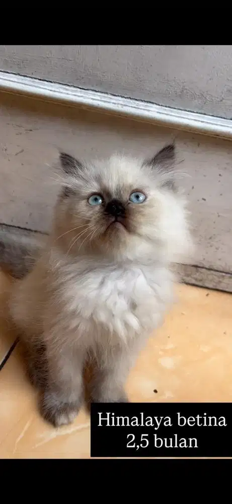 Kucing himalaya kitten