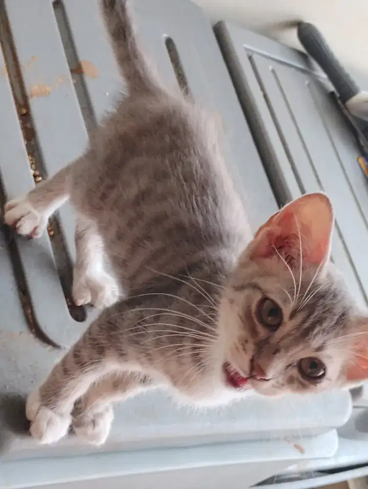 Kucing Kitten 3 bulan